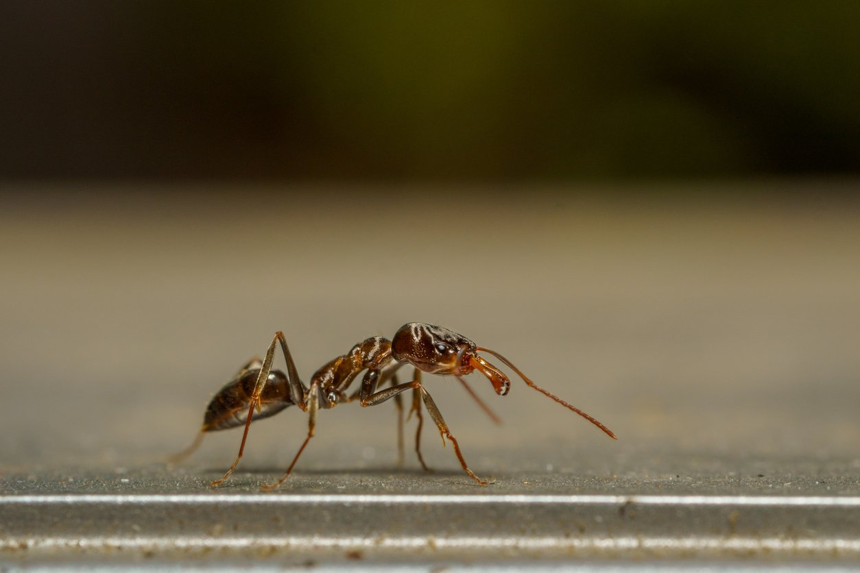An ant, with intricate body segments, crawls on a textured surface. Its legs, antennae, and faceted eyes are visible. The background is blurred, emphasizing the ant’s detailed view