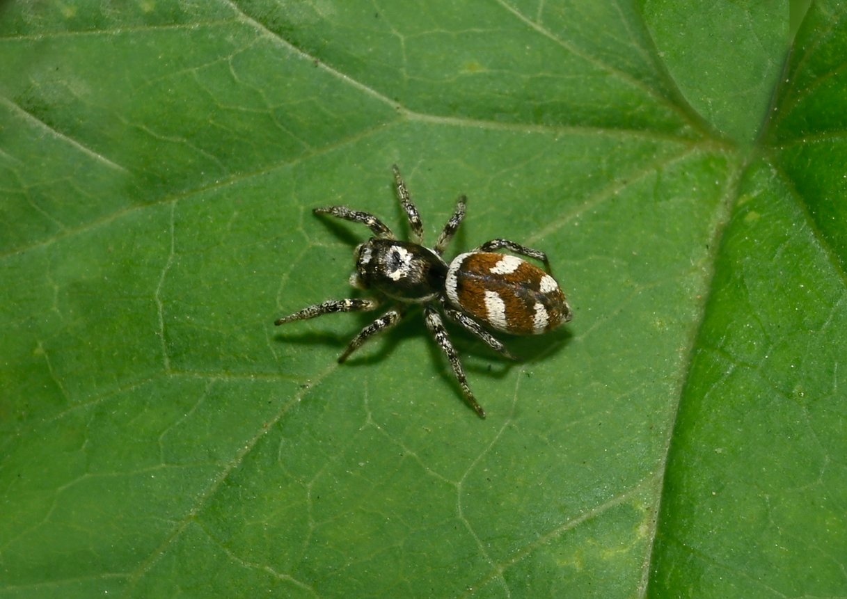 A Zebra jumping spider, Salticus scenicus, standing on a leaf. Close-up and well focussed.