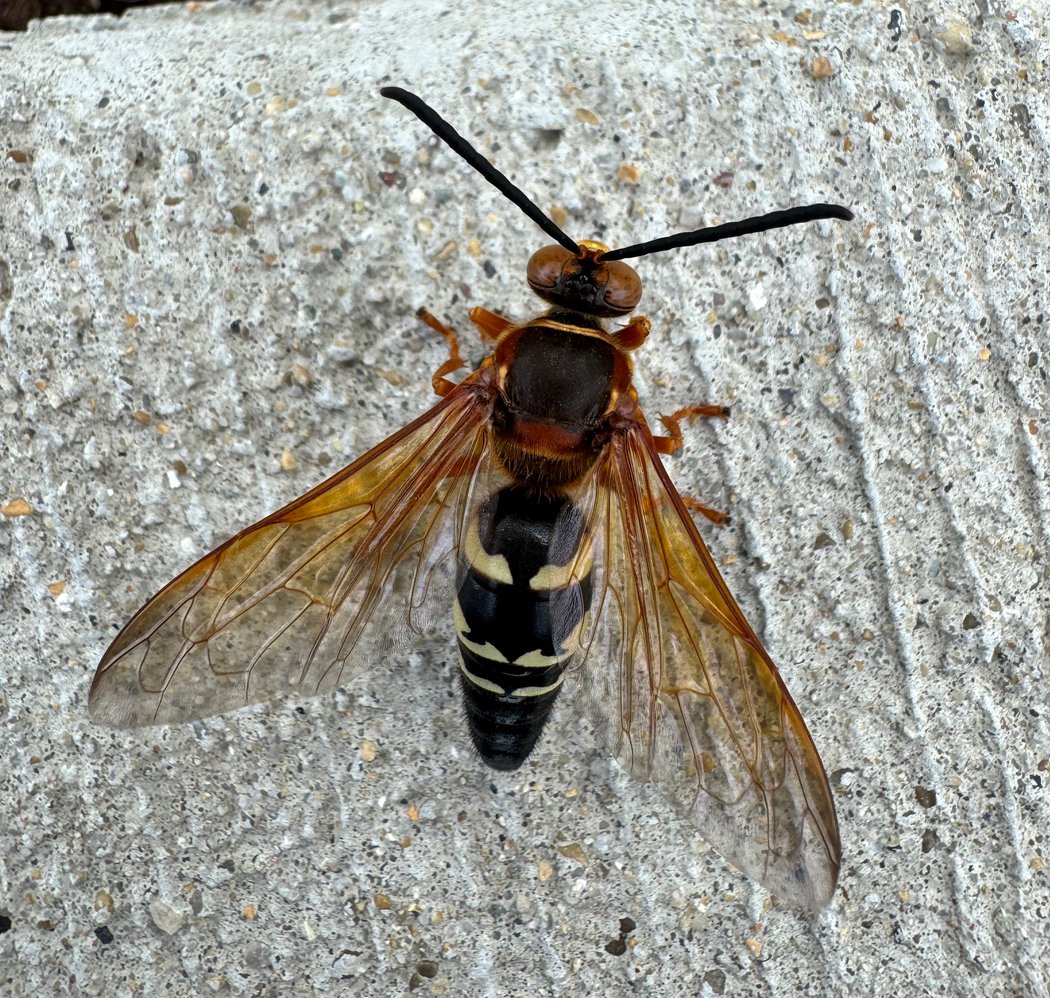 Sphecius speciosus commonly known as an Easten cicada-killer wasp