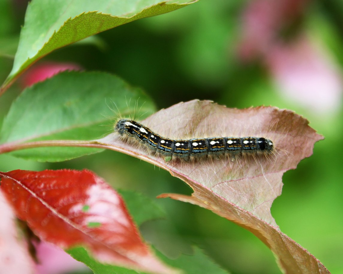 The Tent Caterpillar native to North America shown on a leaf that has been damaged and destroyed