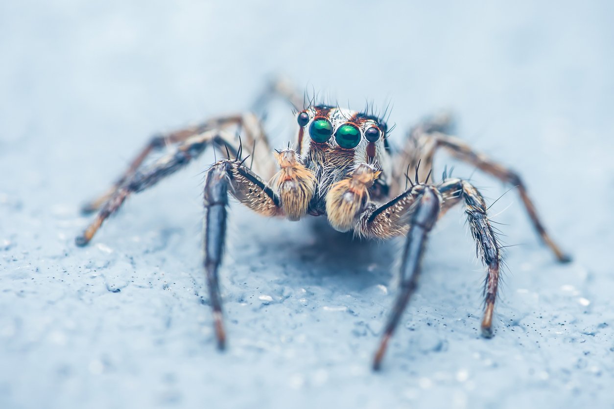Close-up of a jumping spider with big green eyes standing on a light blue surface, showing its furry details and long legs, Chumphon in thailand.