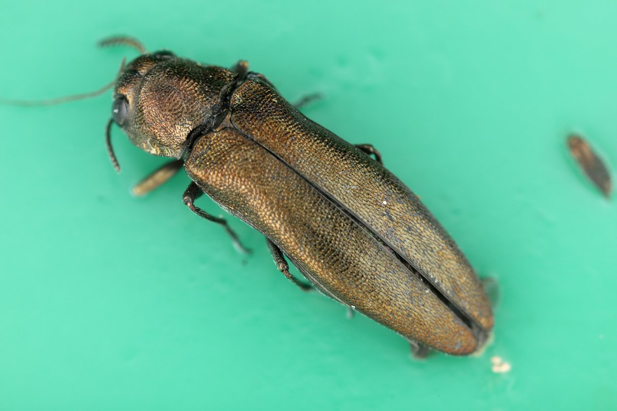 Agrilus convexicollis. Beetle stuck on a sticky trap designed for monitoring of quarantine species Emerald Ash Borer Agrilus planipennis.