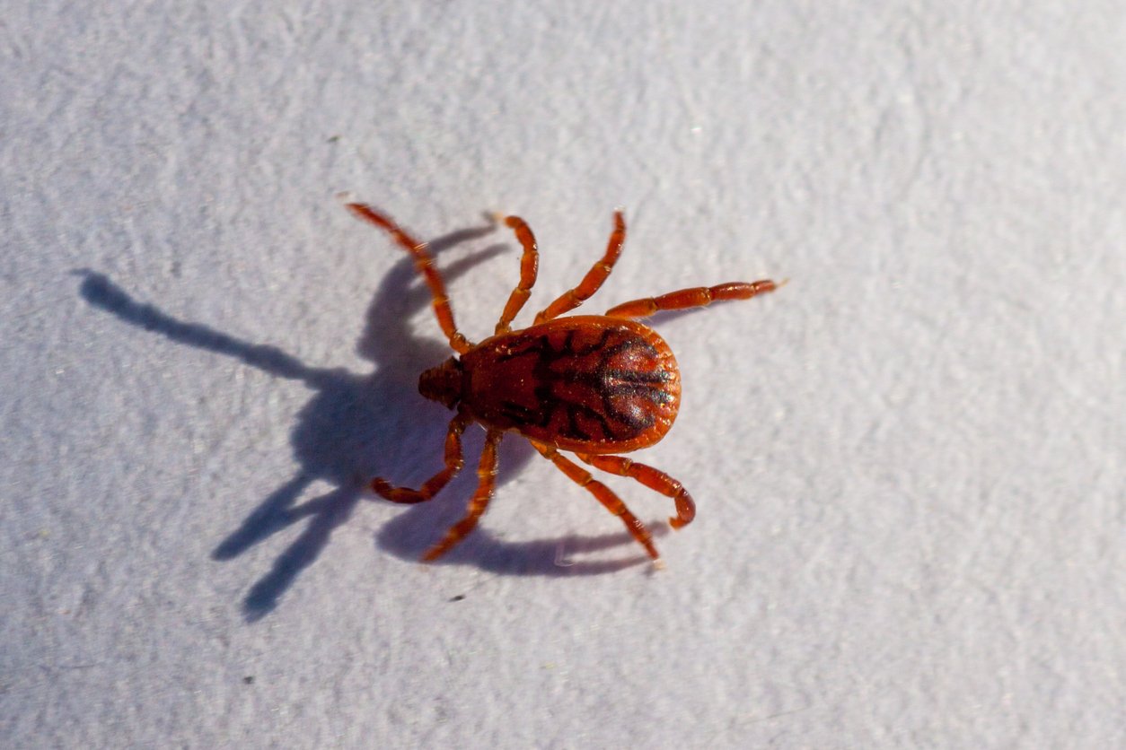 A true ixodid mite blood sucking parasite carrying the acarid disease sits on a white sheet of paper