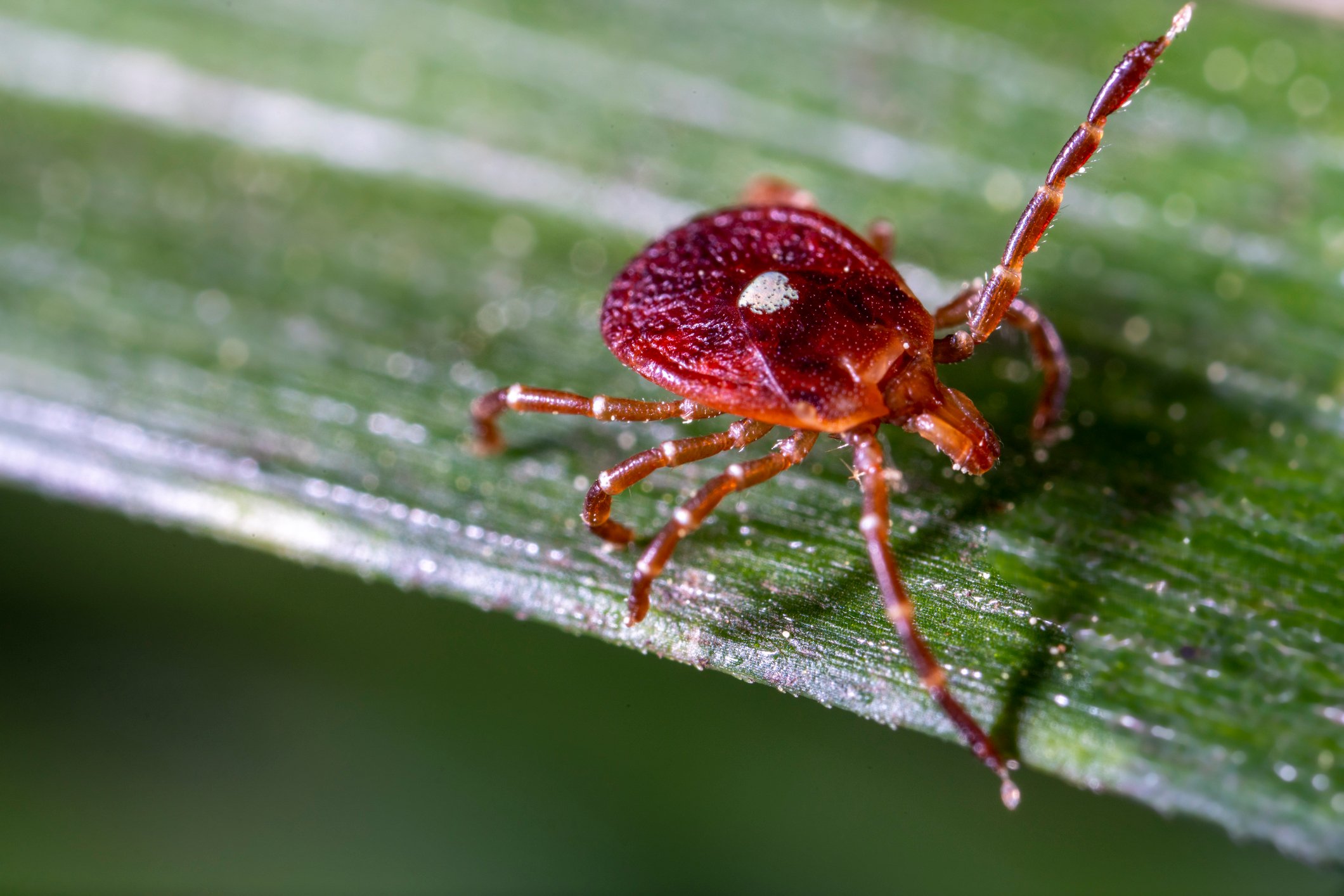 Lone Star Tick flagging down a ride