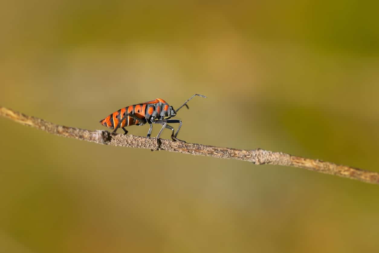 Spilostethus pandurus bug in side view on a horizontal bare branch - near Pico de Malpaso, El Hierro, Canary Islands