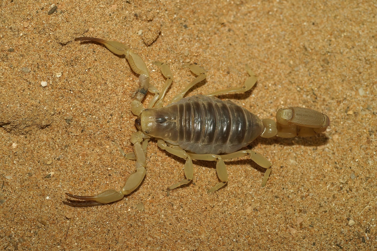 A closeup shot of a venomous Arizona giant desert hairy scorpion on a sandy surface