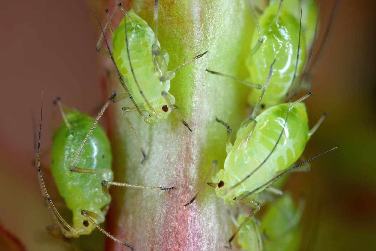 Adult Aphid on Green Leaf