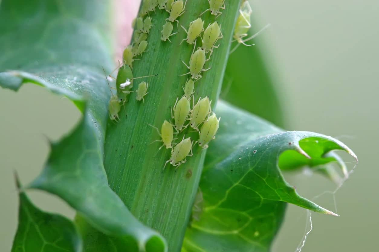 Aphid on the green plant