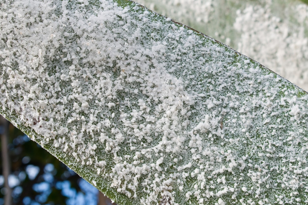 Banana tree leaf massively attacked by colony of Woolly Aple Aphid