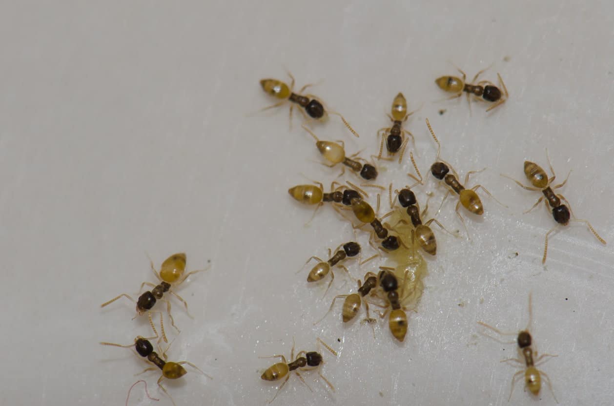 Ghost ants (Tapinoma melanocephalum) feeding on food scraps