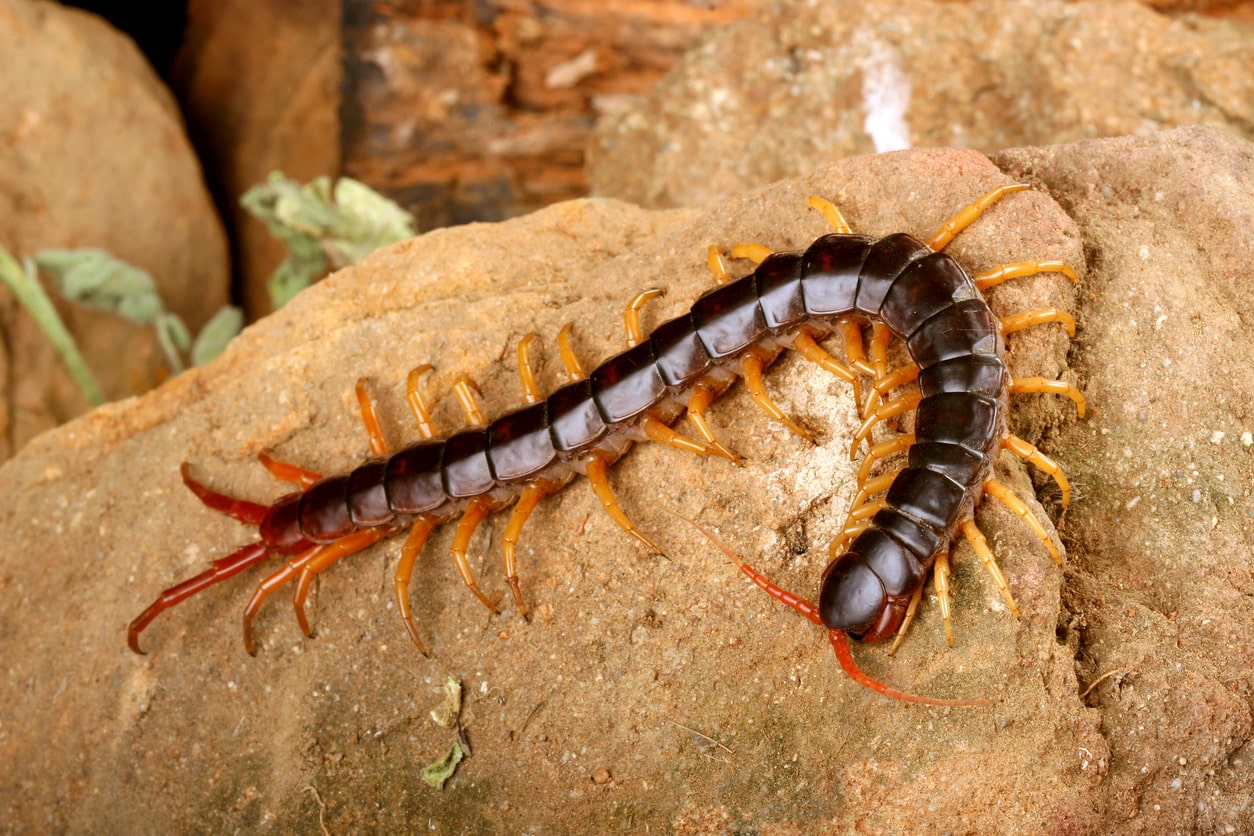 Giant desert centipede sitting on a rock