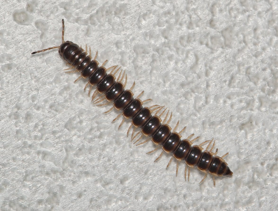 Greenhouse millipede crawling Oxidus gracilis nature insect pest control arthropod.
