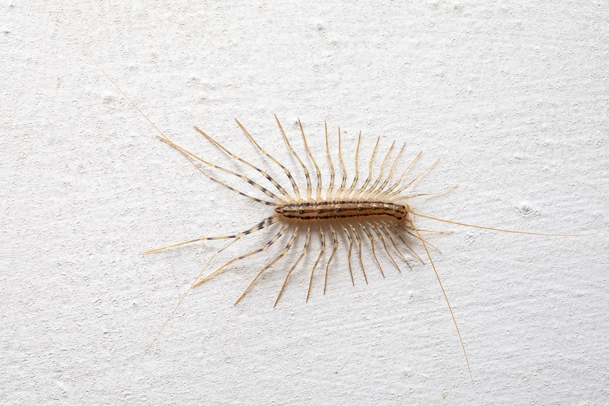House Centipede crawling on wall
