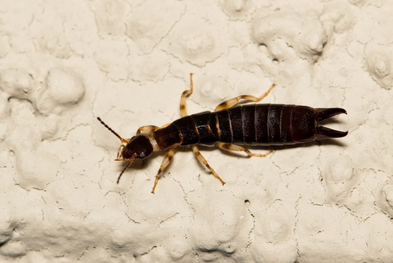 Ringlegged Earwig (Euborellia annulipes) female dorsal view on a building exterior