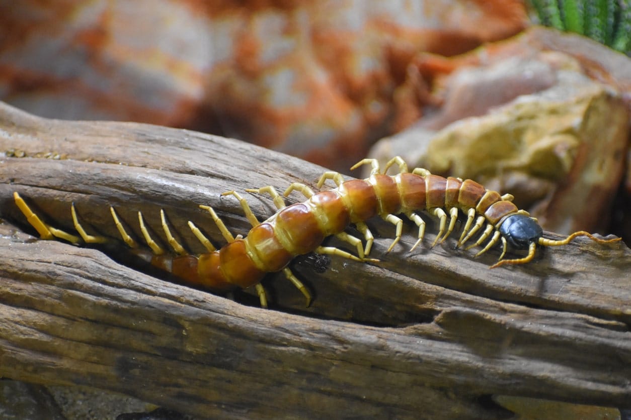 Stone Centipede Crawling through a dead log