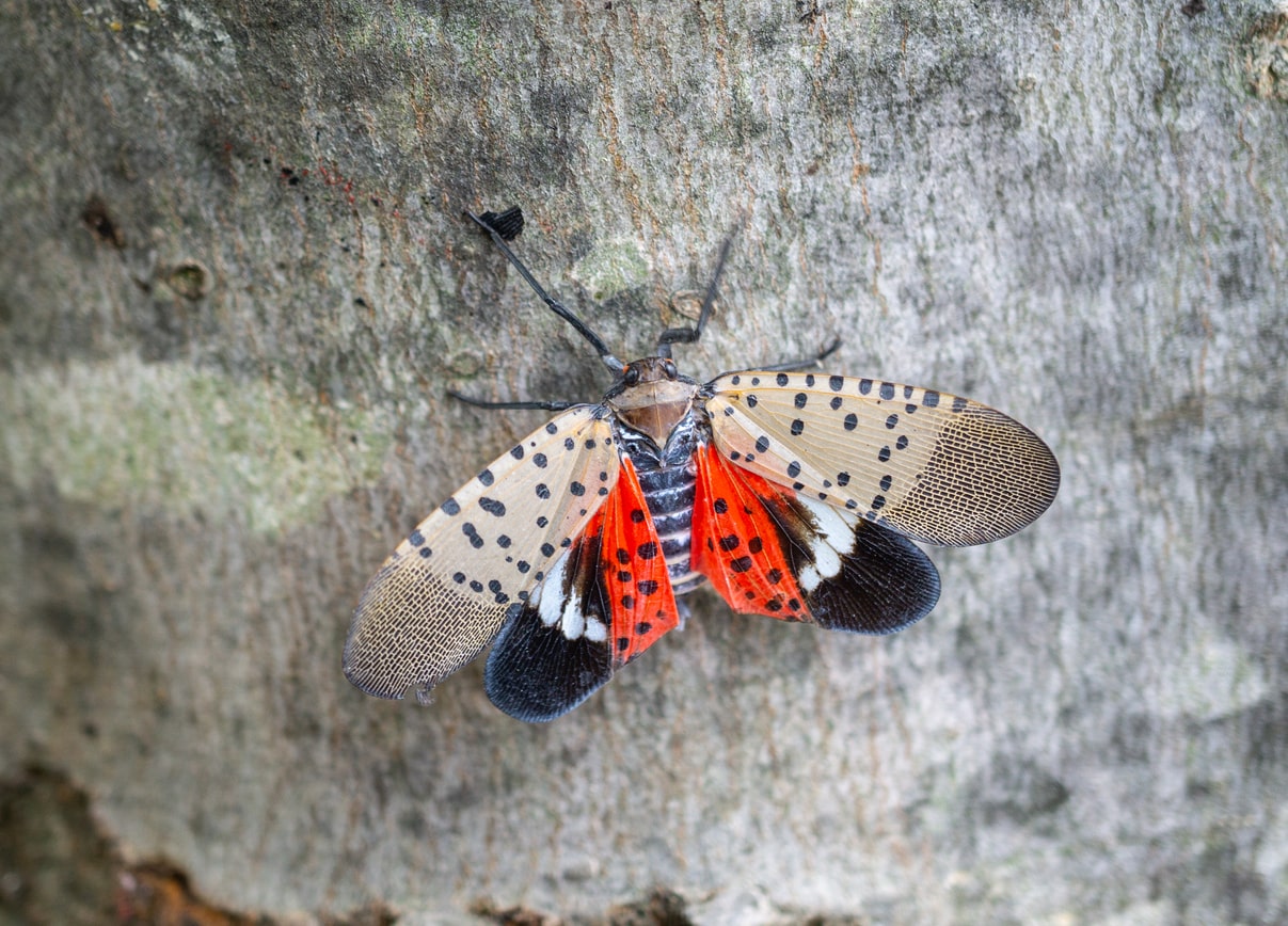 Top view of spotted lanternfly