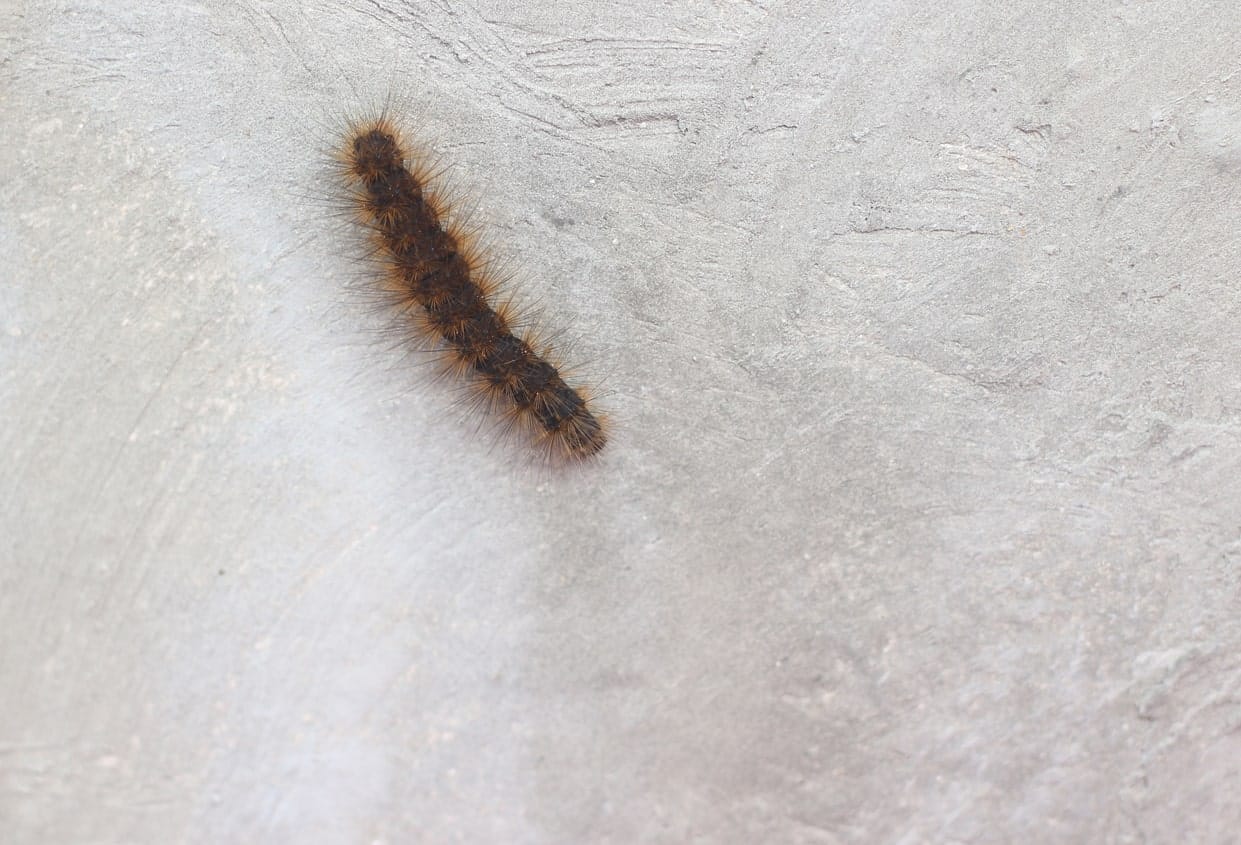 bristly millipede walking on wall