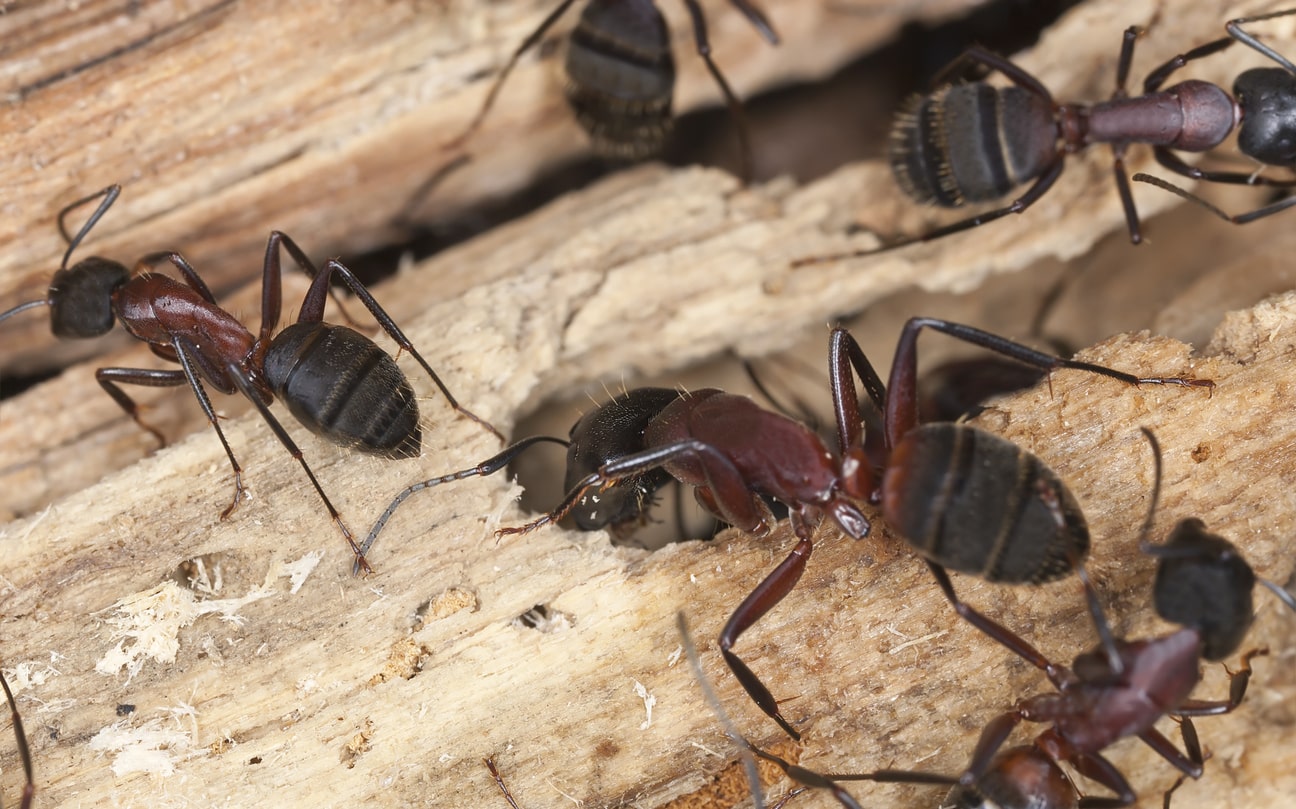 colony of carpenter ants chewing through wood