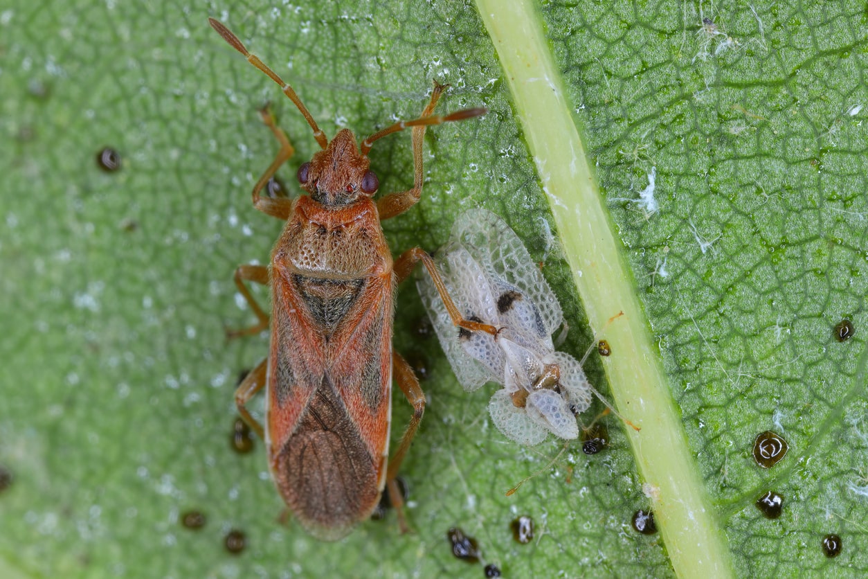 elm seed bug sitting on a leaf