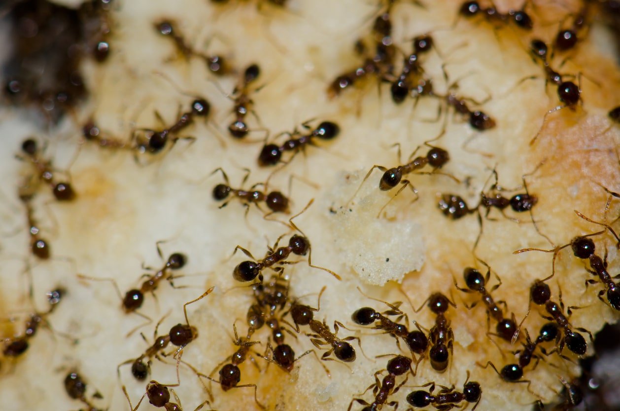 swarm of argentine ants