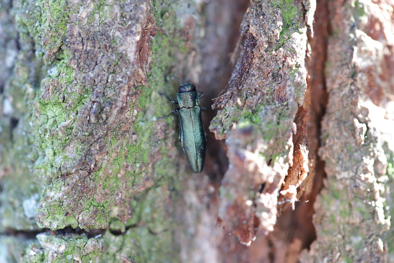 the emerald ash borer in its natural environment