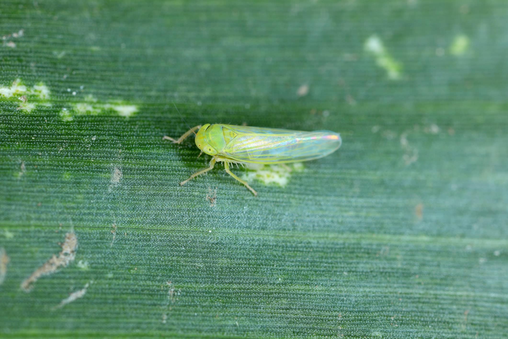 Tiny leafhopper on a corn leaf