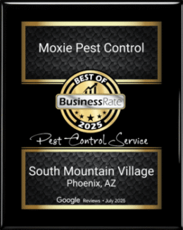 Best Pest Control South Mountain Village