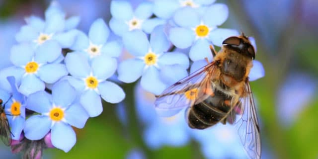 Celebrate Bees and Butterflies This Spring