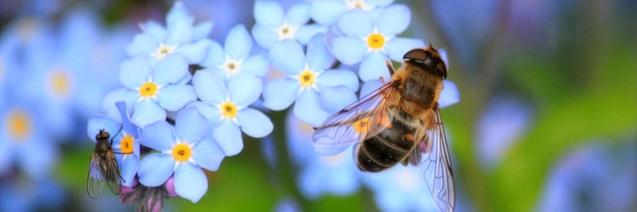 Celebrate Bees and Butterflies This Spring