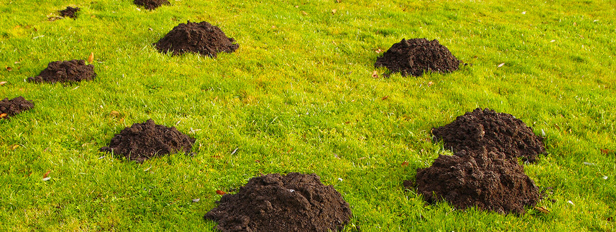 How to Control Burrowing Pests | Moxie Pest Control