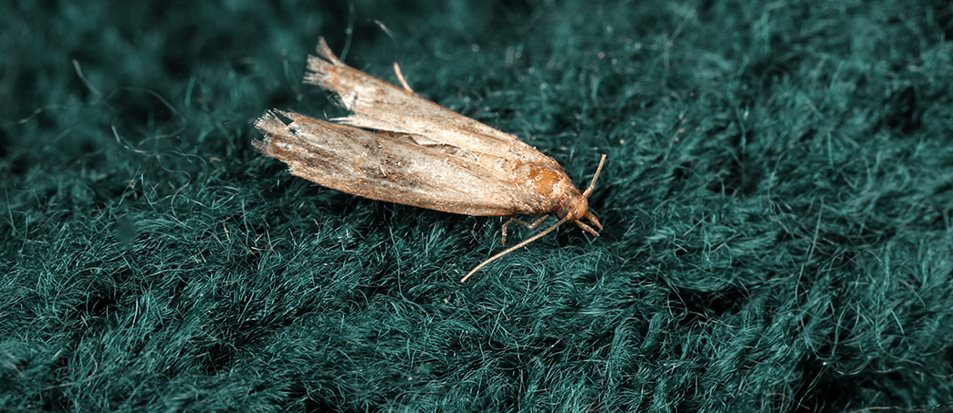 Clothes Moths: Got Pests? : Board of Pesticides Control: Maine DACF