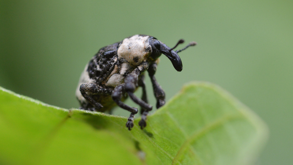 A close-up of a beetle on a leaf