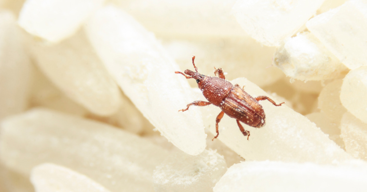 Where do Weevils Come From