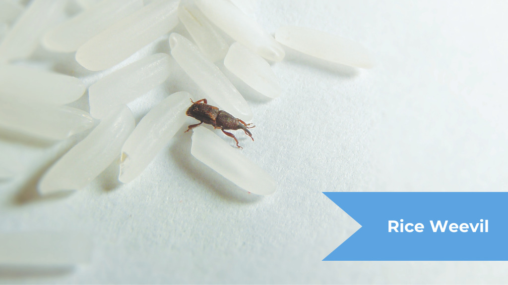 A close-up of a bug on rice