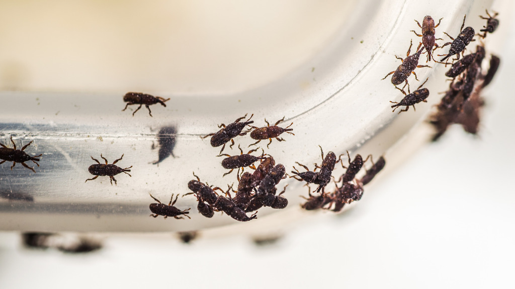 A group of small bugs on a clear plastic container